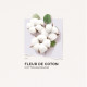 Fleur De Coton Eau De Parfum